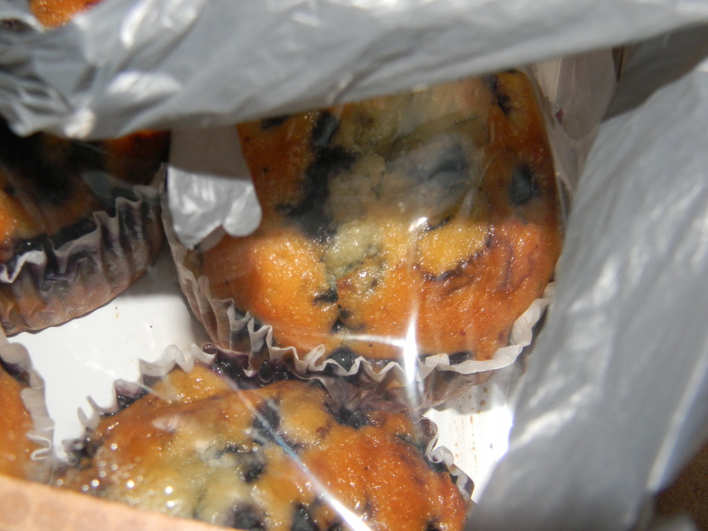 Blueberry Muffins in Package by sfeldphotos