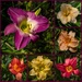 Daylilies by gosia