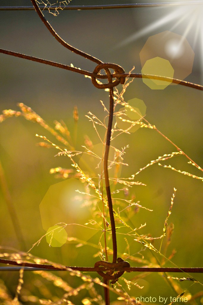 Rusty wire, sunlit grass, summer by teodw