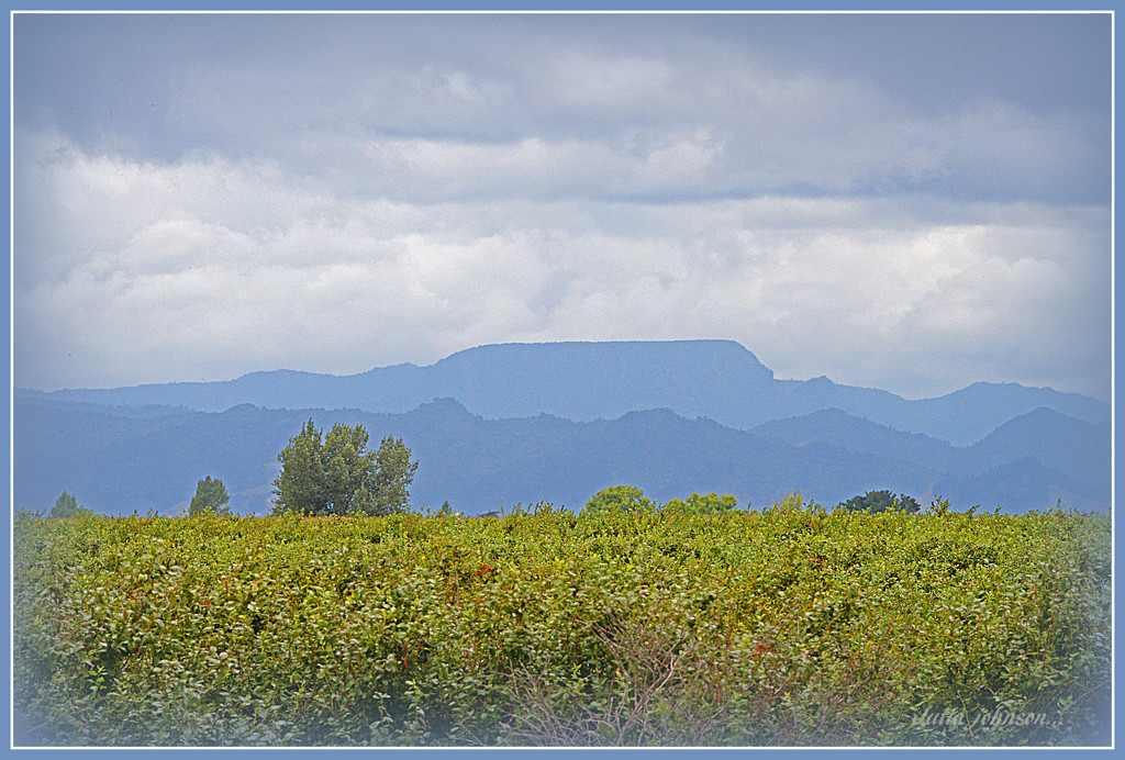 Blueberries & blue Hills. by julzmaioro