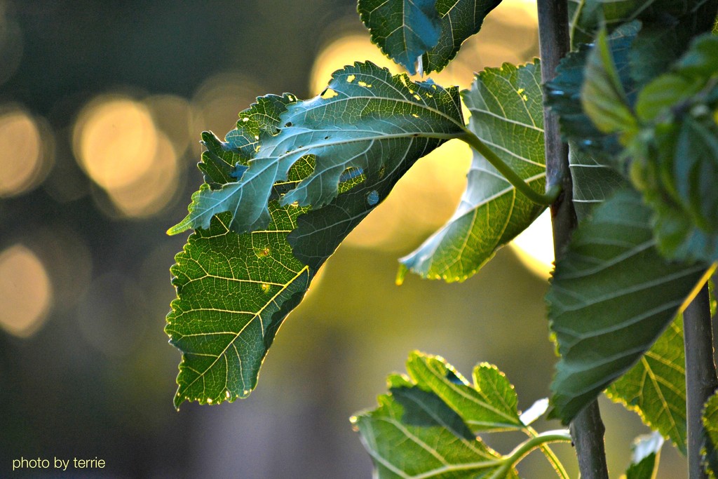 Mulberry leaves by teodw