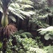 Rain forest by chimfa