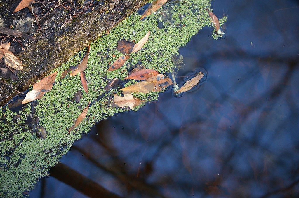 Beidler Forest in Four Holes Swamp, Dorchester County, South Carolina by congaree