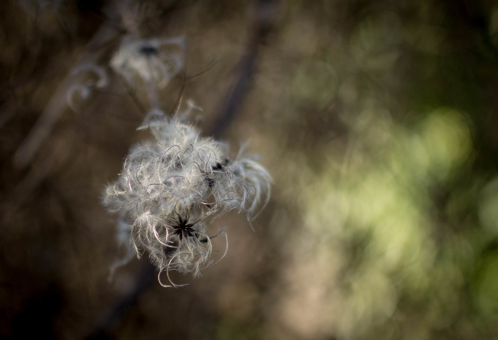 Old Mans Beard by susie1205