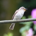  Spotted Flycatcher  by susiemc
