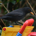 Blackbird on a toy truck by richardcreese