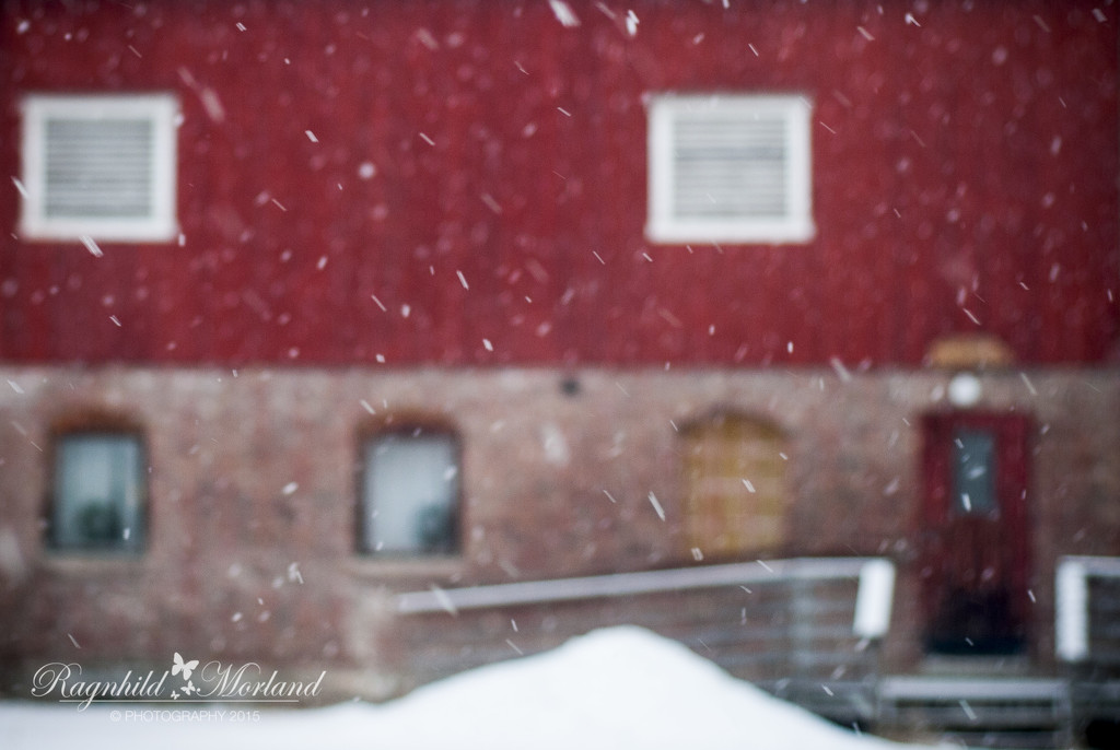 Snow :D by ragnhildmorland