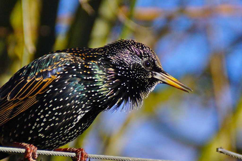 SINGING STARLING by markp