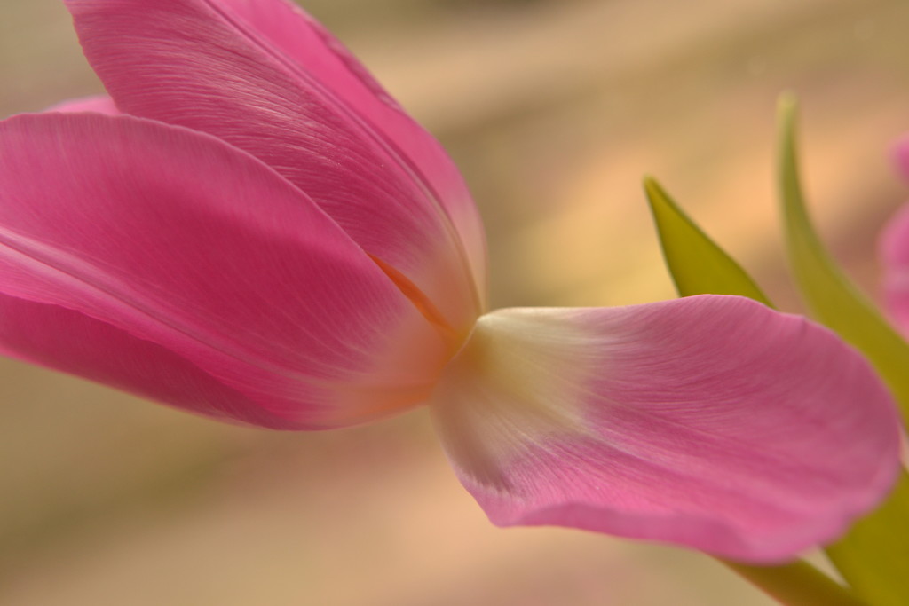 Tulip - Pretty in pink by ziggy77