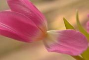 1st Feb 2015 - Tulip - Pretty in pink