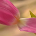 Tulip - Pretty in pink by ziggy77