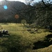 sun flare and sheep by callymazoo