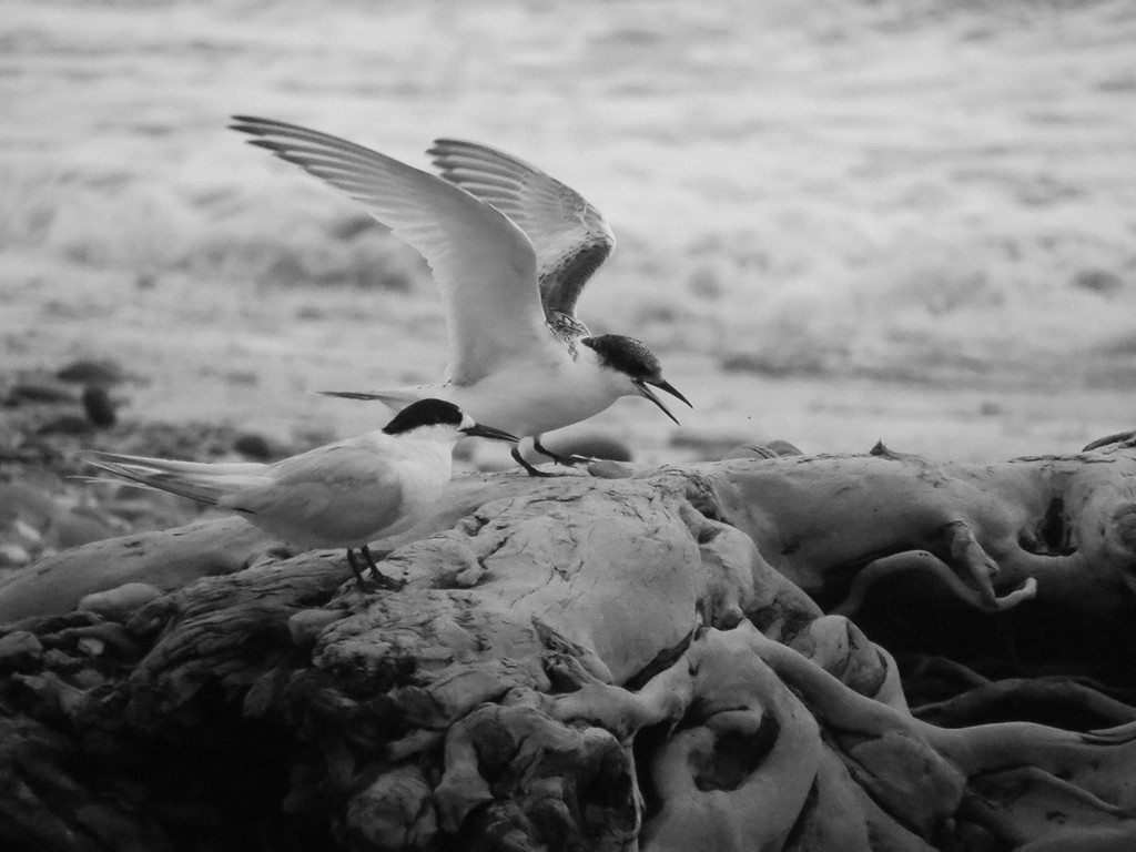 taking  terns as king of the castle by kali66