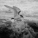taking  terns as king of the castle by kali66