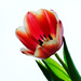 Tulip 3 by elisasaeter