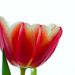 Tulip 2 by elisasaeter