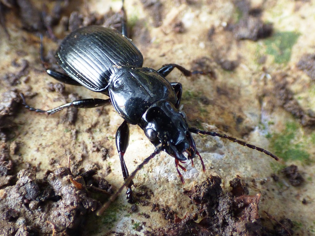 Ground Beetle by julienne1