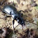 Ground Beetle by julienne1