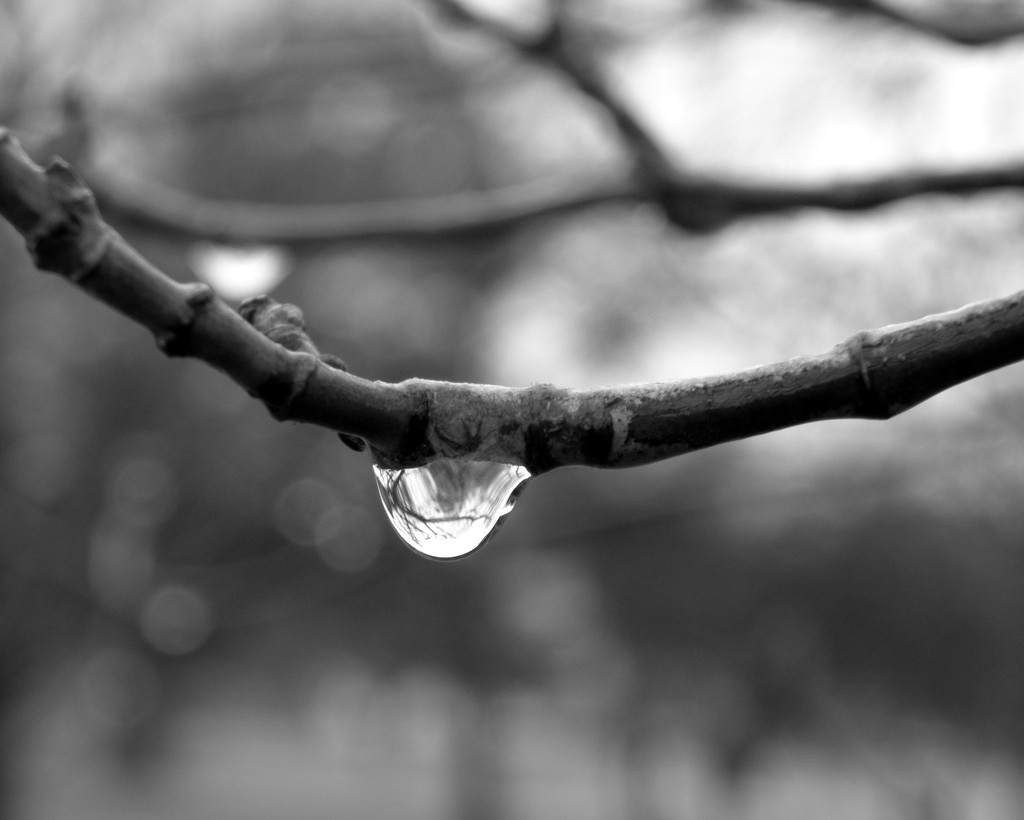 Drip Drop by daisymiller