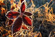 1st Feb 2015 - Guess What I Found - More Frost