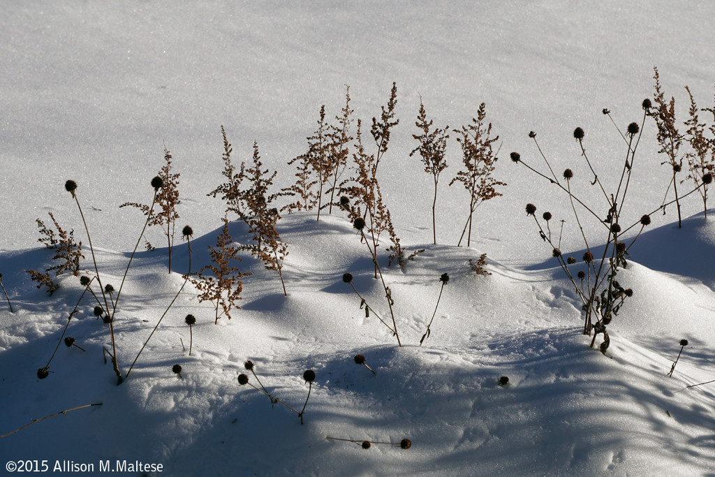 Still Life with Snow by falcon11