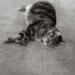 B&W Lensbaby Cat by vignouse
