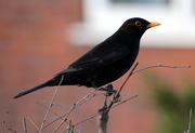 1st Feb 2015 - Urban Blackbird