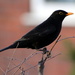 Urban Blackbird by phil_howcroft