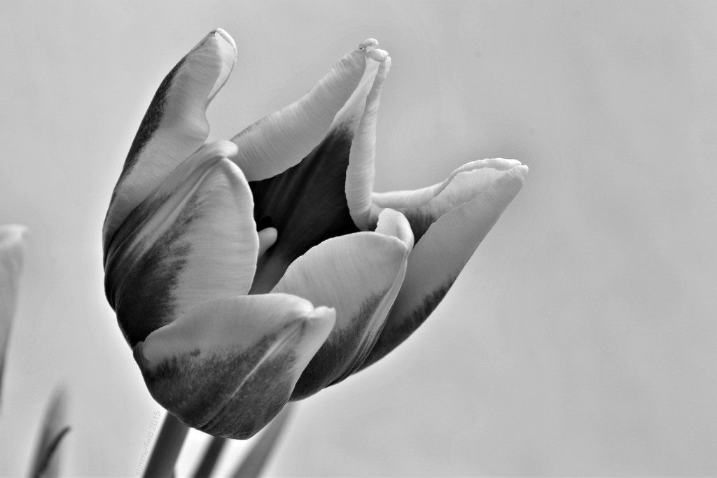rembrandt tulip by summerfield