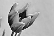 1st Feb 2015 - rembrandt tulip