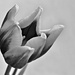 rembrandt tulip by summerfield