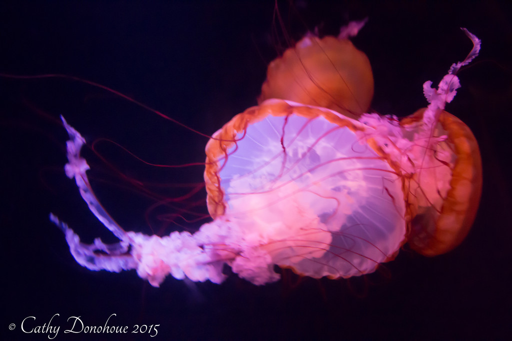 Pacific Brown Sea Nettle by cdonohoue
