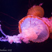 Pacific Brown Sea Nettle by cdonohoue