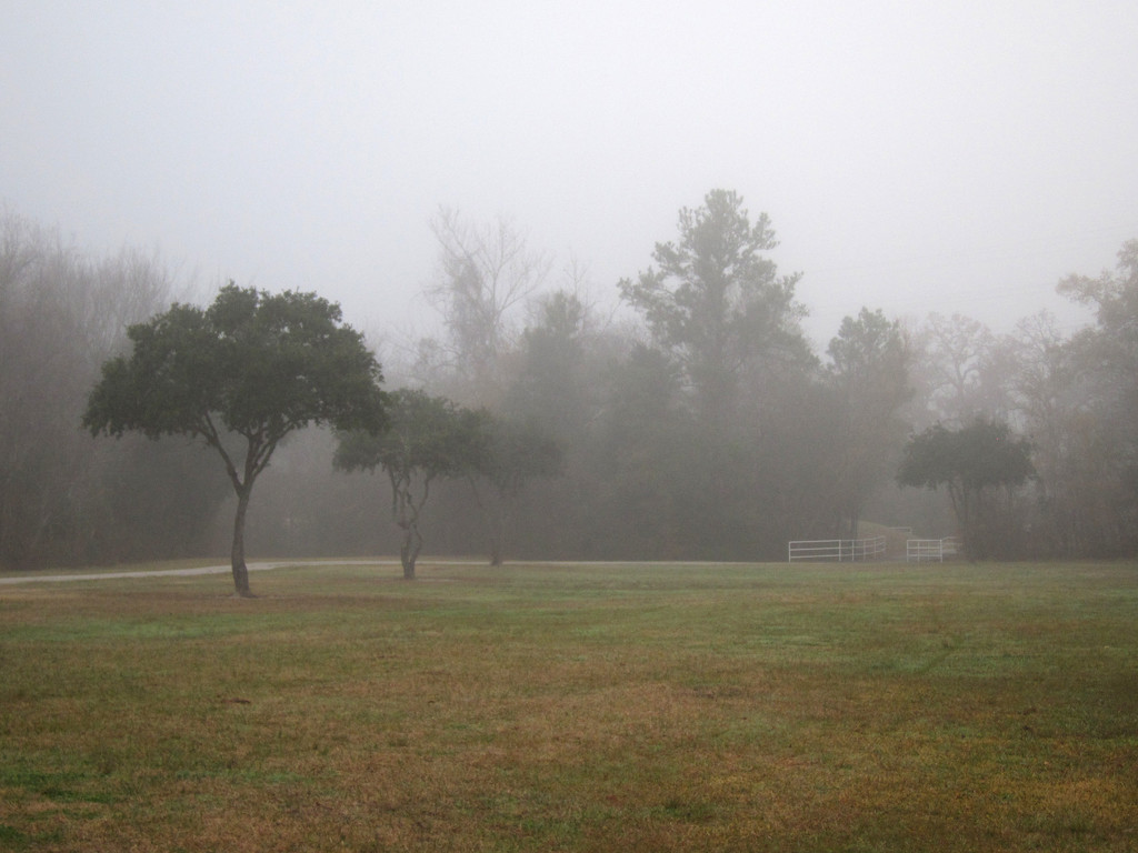 Misty Morning by ingrid01