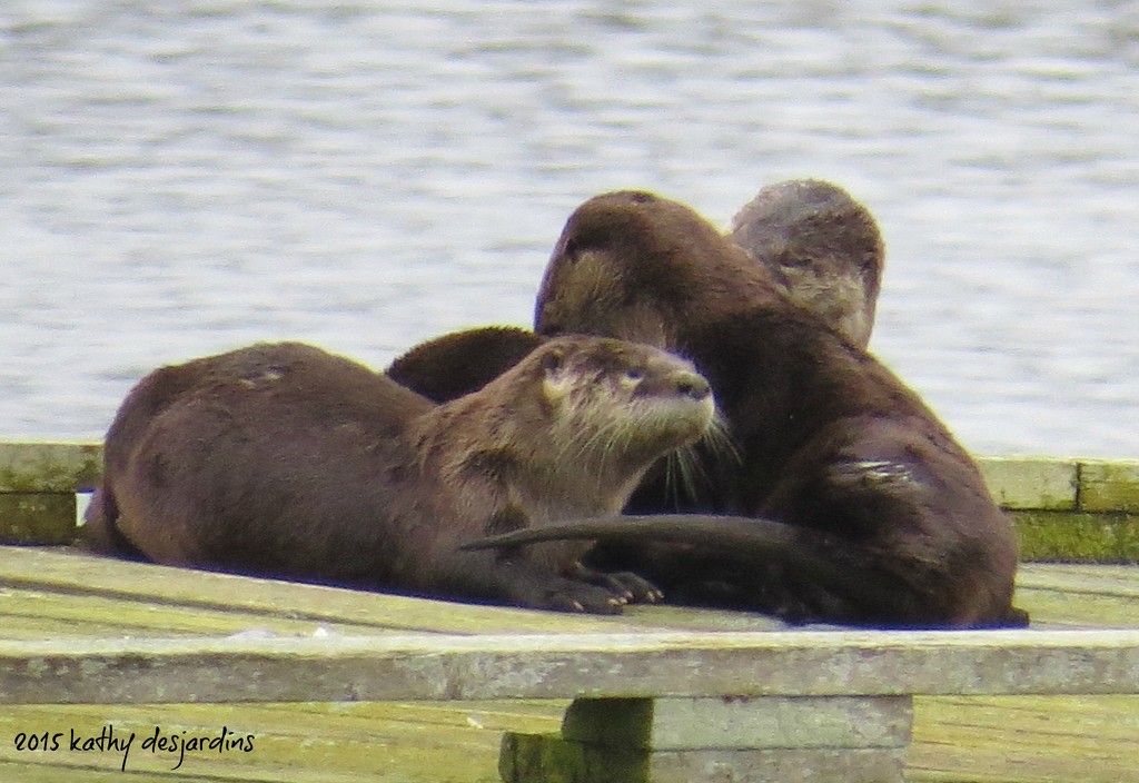 Cavorting River Otters by kathyo