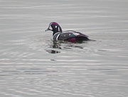 31st Jan 2015 - Male Harlequin Duck