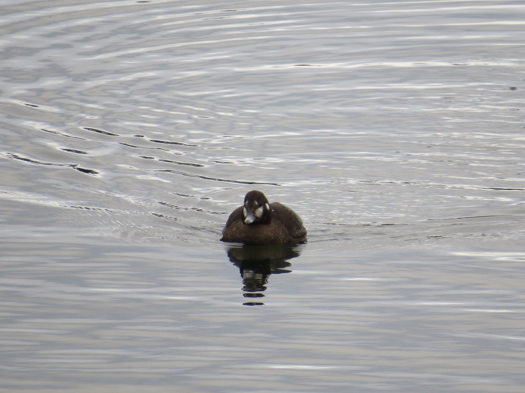 Female Harlequin Duck by kathyo