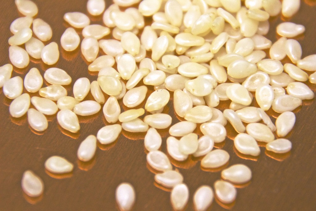 Sesame Seeds by jetr