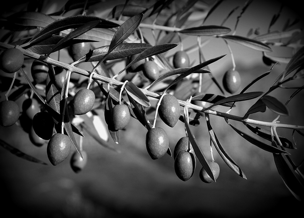 Olives by salza