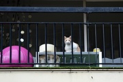 1st Feb 2015 - Curious cat on a balcony