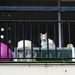 Curious cat on a balcony by parisouailleurs