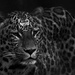 Leopard by leonbuys83