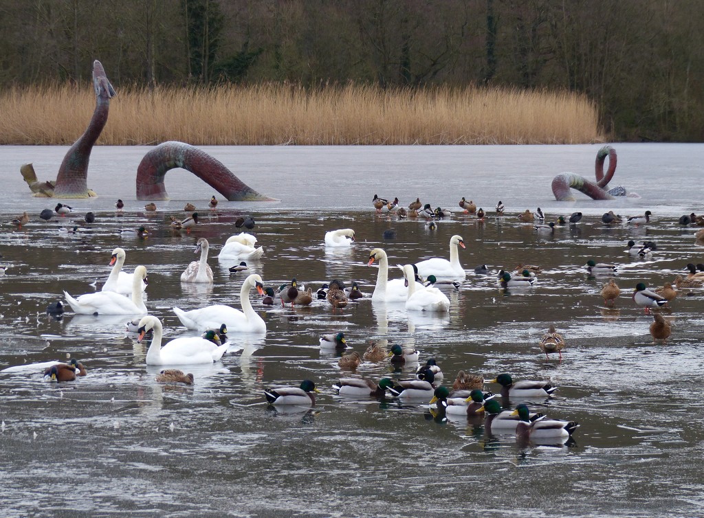 Swans, Ducks and a Sea Serpent by susiemc