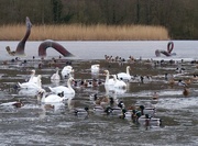 2nd Feb 2015 - Swans, Ducks and a Sea Serpent