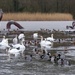 Swans, Ducks and a Sea Serpent by susiemc