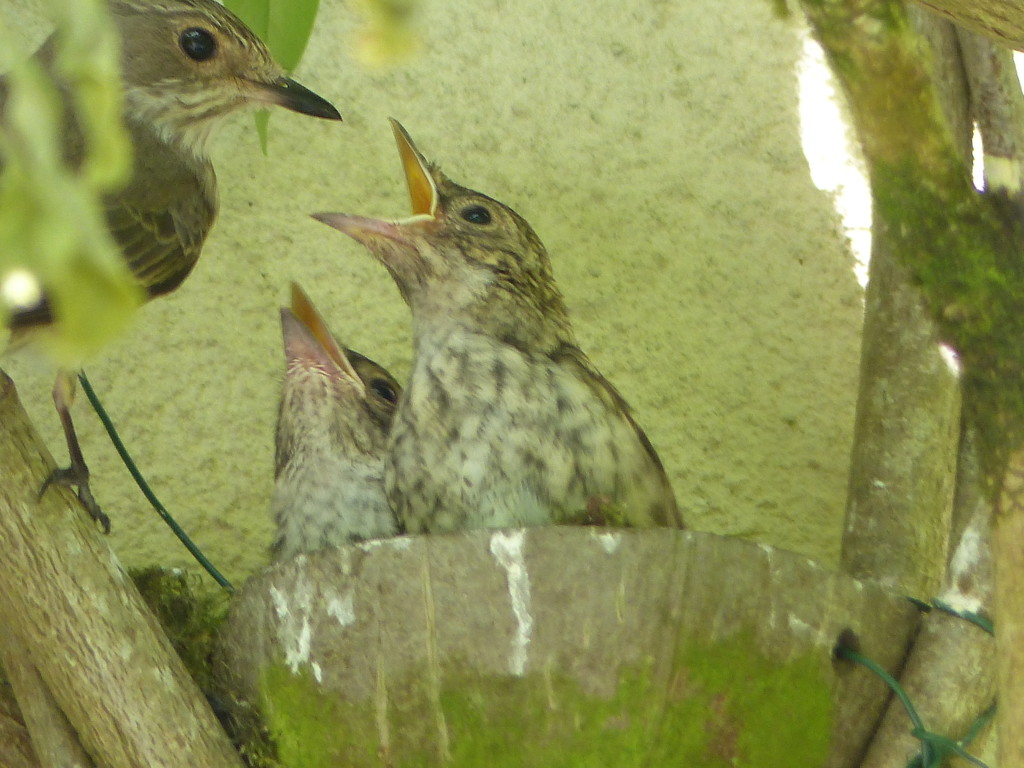  Hungry Spotted Flycatcher Chicks by susiemc