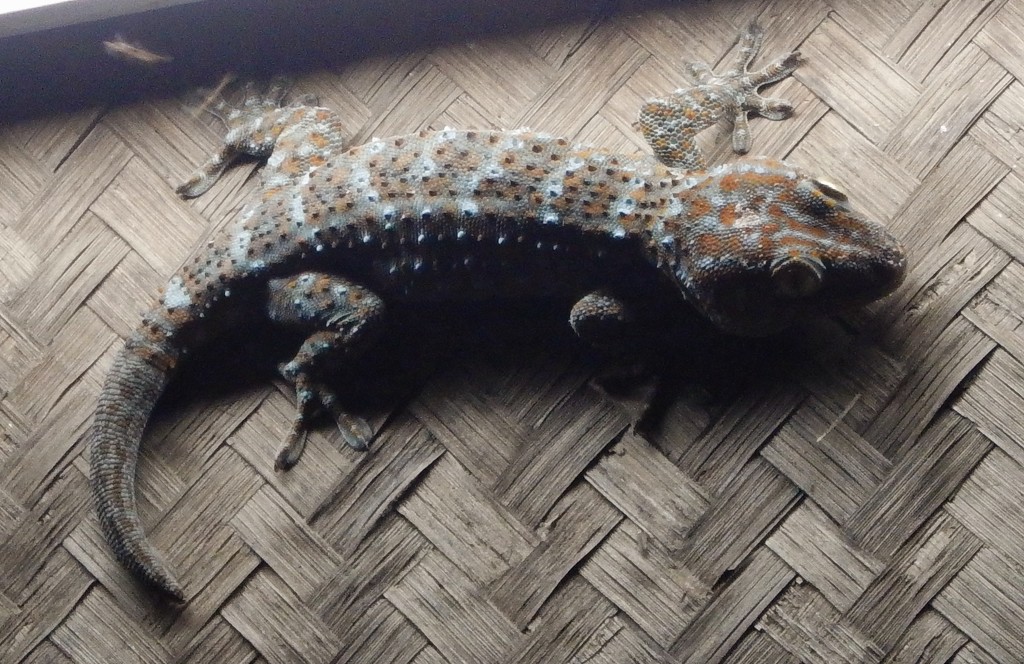 Tokay gecko by anne2013