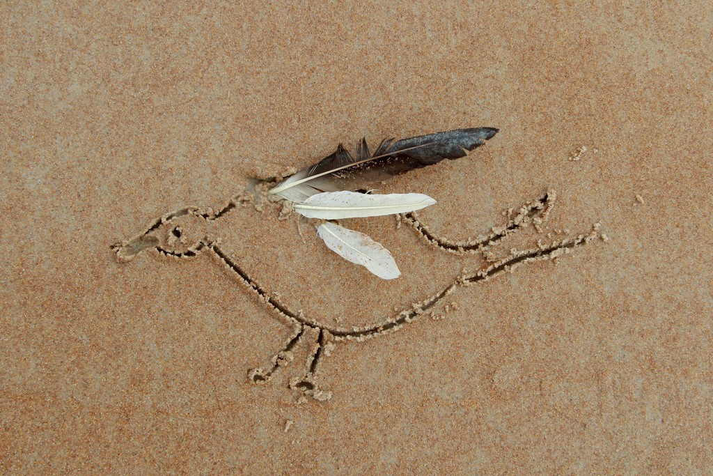 Feathers by joemuli