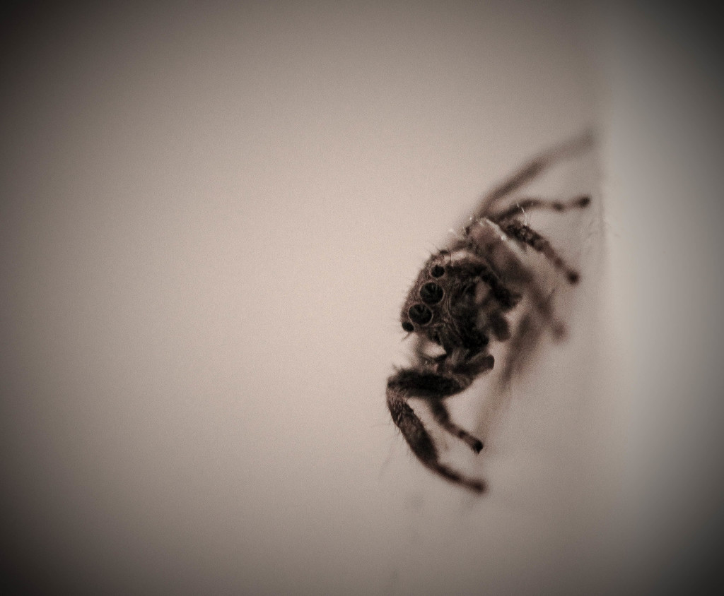 Wall spider by tara11