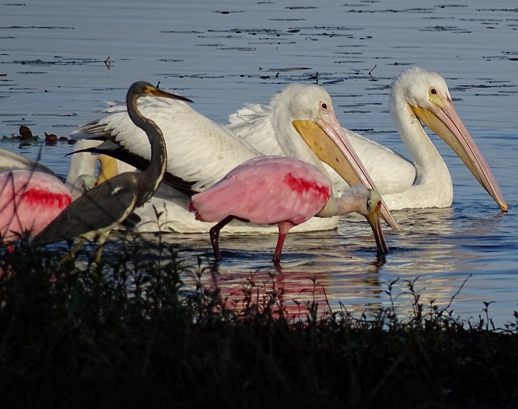 Tri-color Heron, White Pelicans, Roseate Spoonbill by annepann